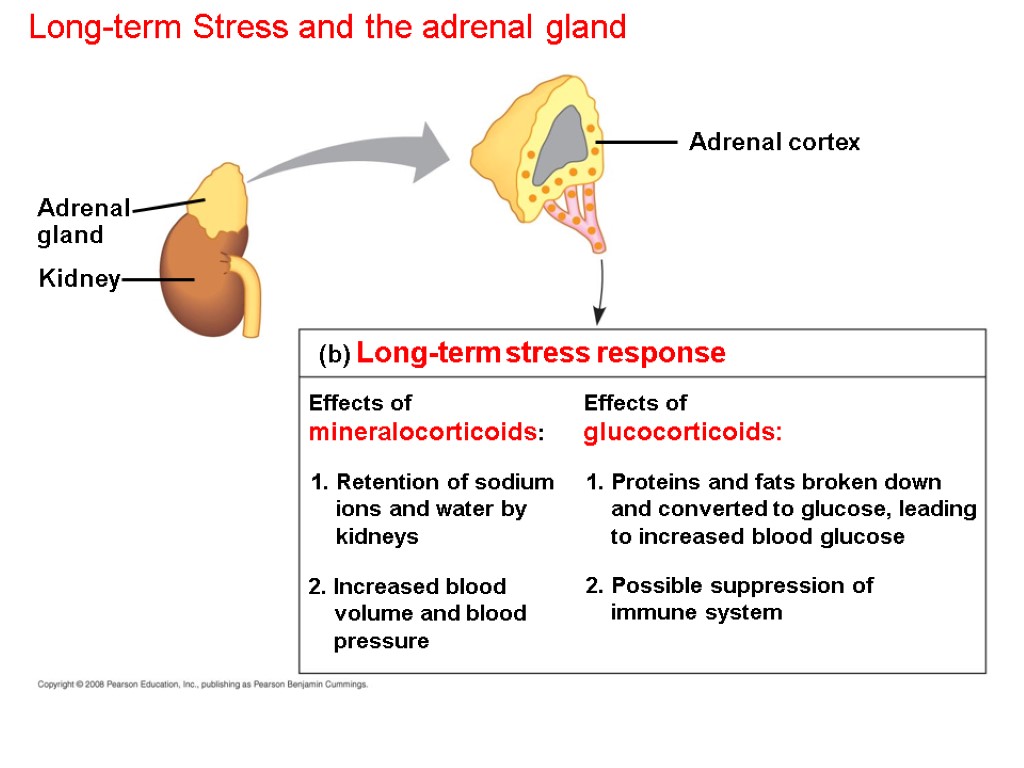 Long-term Stress and the adrenal gland (b) Long-term stress response Effects of mineralocorticoids: Effects